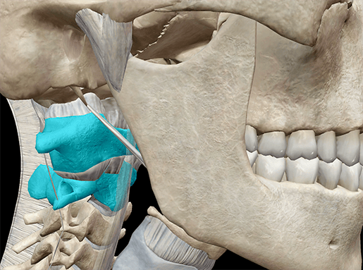 3D Skeletal System: Atlas, Axis, and the Atlanto-Axial Relationship